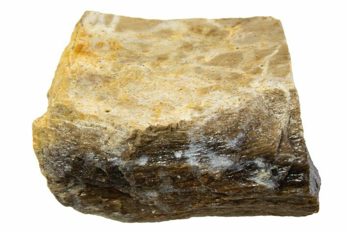 Fossil Tyrannosaur (T rex) Limb Bone Section - Wyoming #314045